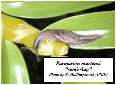 Parmarion martensi “semi-slug”. Poto by R. Hollingsworth, USDA