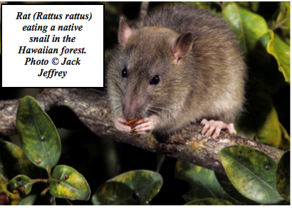 Rat (Rattus rattus) eating a native snail in the Hawaiian forest. Photo by Jack Jeffrey