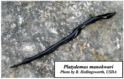 Platydemus manokwari. Photo by R. Hollingsworth, USDA