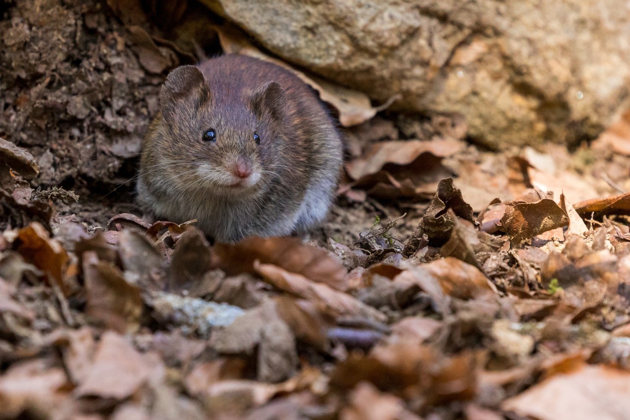 A rat sits among leaves and rocks