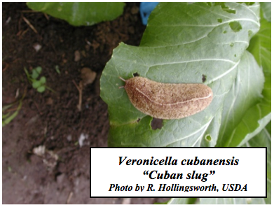 Veronicella cubanensis “Cuban slug”. Photo by R. Hollingsworth, USDA
